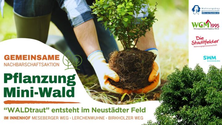 2 Hände halten einen Strauch, der eingepflanzt werden soll, über den Boden.